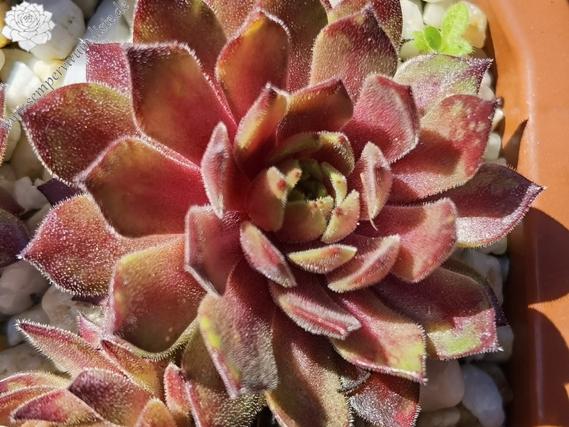Brendon Grimshaw NNG Sempervivum Liste brendon-grimshaw-nng-sempervivum-liste